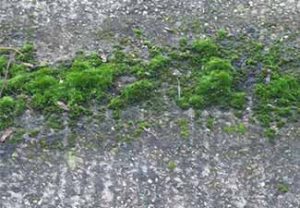Hydrablock prevents algae moss
