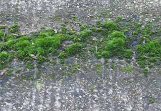 Hydrablock prevents algae moss